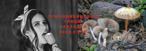 стаф Новокубанск